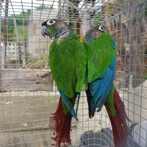 Meet your Posher, Alan